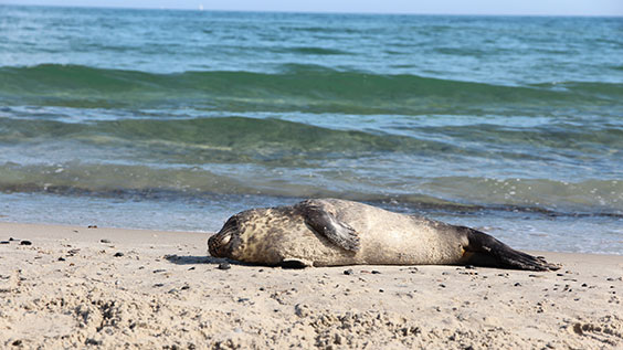 Robbe, Skagerrak und Kattegat