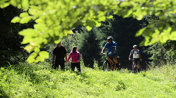 Gruppe an Landpartie-Radfahrern auf einem Waldweg, die zwei Wanderer passieren
