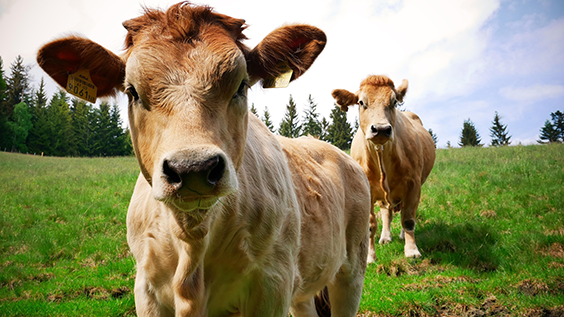 Zwei hellbraune Murbodener Kühe in Nahaufnahme, die auf einer grünen Almwiese stehen