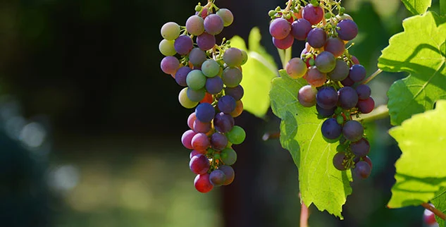 Rote Weintrauben
