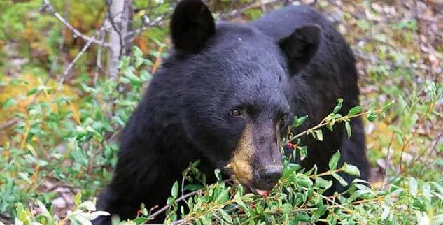 Baby Schwarzbär in Kanada