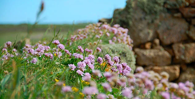 Blumenfeld in der Bretagne