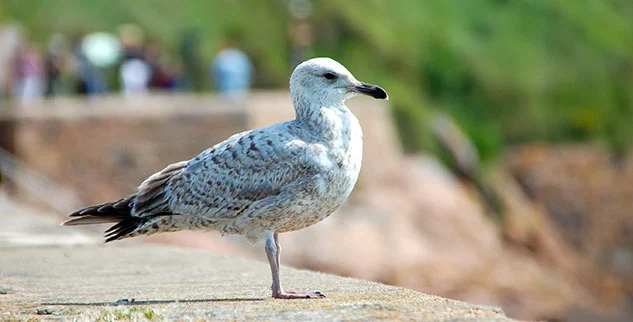 Möwe steht auf einer Mauer an den Kanalinseln