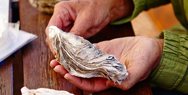 Muscheln in der Hand