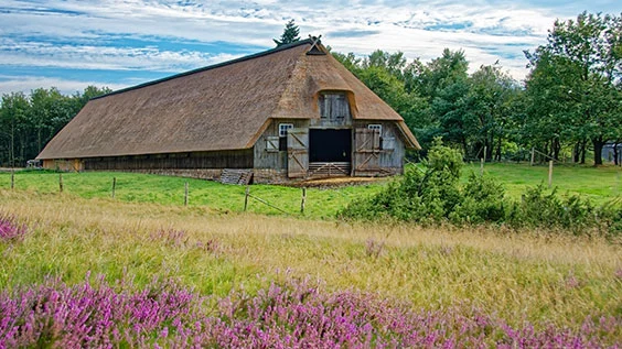 Radwege entlang traditionell reetgedeckter Scheune in der blühenden Heidelandschaft, Lüneburger Heid