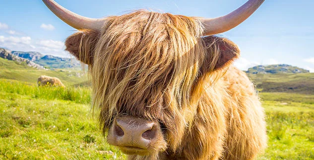 Schottisches Hochlandrind entlang eines Radweges in Schottland
