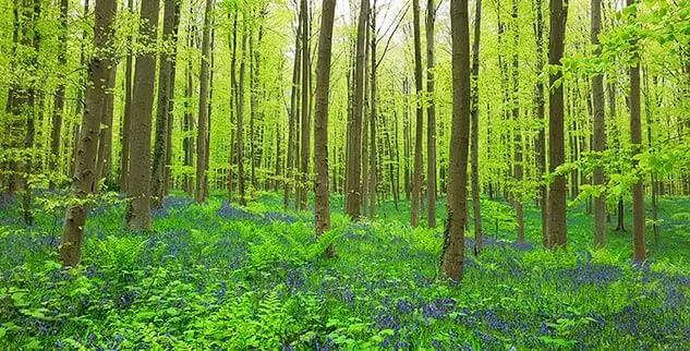 Dichter Wald auf der Radreise durch Flandern