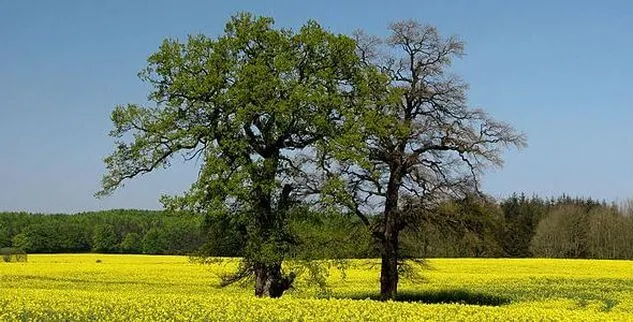 Baum auf einer Wiese, fotografiert auf einer Radreise in Deutschland mit der Landpartie