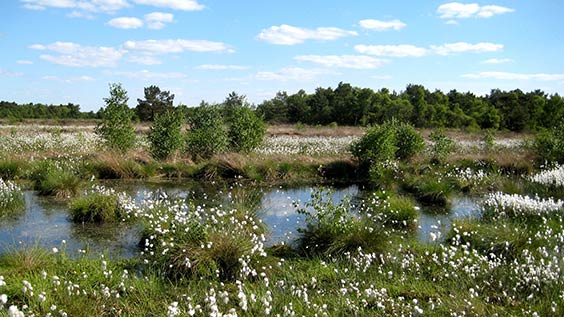 Im Frühling färben sich die Moore zur Wollgrasblüte in ein weißes Blütenmeer