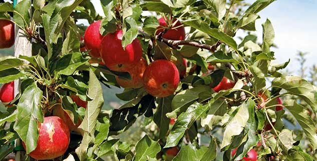 Obstgarten in Bozen, Südtirol