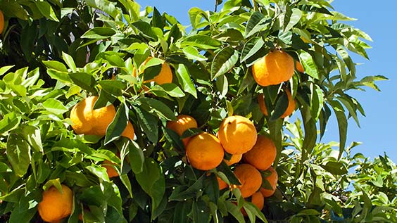 Duftende Orangenbäume auf Sizilien, blauer Himmel
