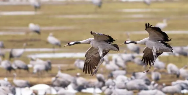 Die Landpartie: Gänse auf der Wildnis - Deutschland Darß beobachten