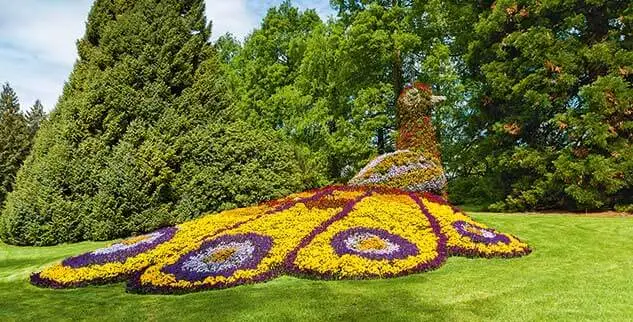 Auf der Radreise entlang der Blumenpfauenskulptur auf der Insel Mainau im Bodensee