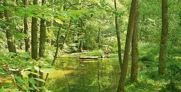 Auf der Landpartie-Radreise am Mainradweg durch den Wald in der Nähe von Bamberg