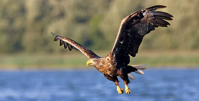 Adler an der Mecklenburgischen Seenplatte