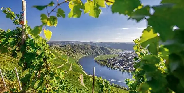 Aussicht auf die Mosel und waldige Panoramen