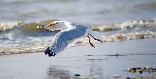 Möwe an der Nordseeküste