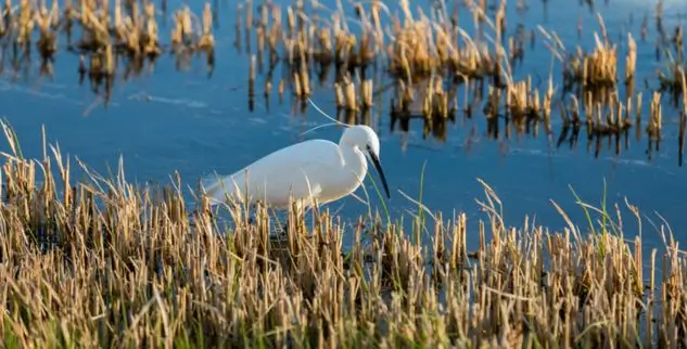 Albufera Reiher