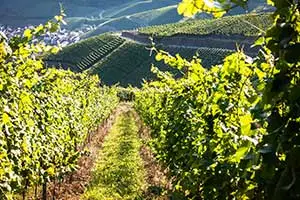Winzergenossenschaft Mayschoß-Altenahr